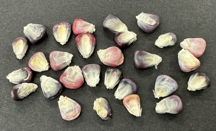 Nitrogen Fixing Corn Seeds, Multicolor